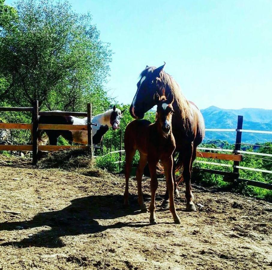 B&B Le Colline Di Bana Камогли Екстериор снимка